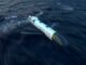 L3Harris dévoile ses missiles modulaires Red Wolf et Green Wolf